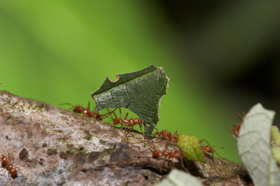 Leafcutter ants (4/4)