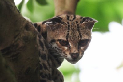 Margay