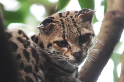 Another shot of the margay