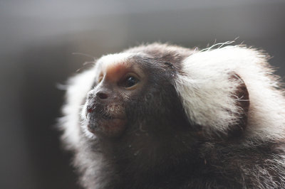 The common marmoset again