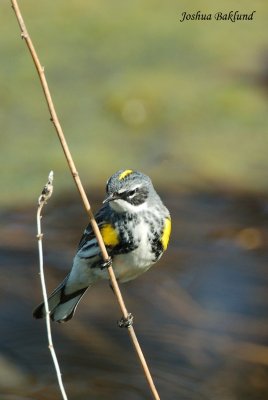 DSC_00641.JPG