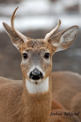 Young Whitatail Buck