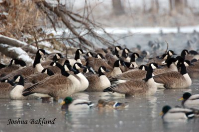 Geese and Mallards