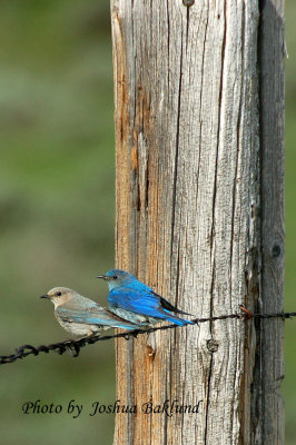 Bluebirds