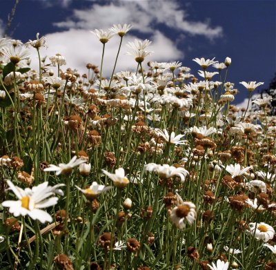 Daisies reaching for the sky.jpg