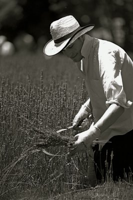 Cutting the Lavender
