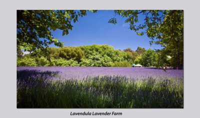 Lavendula Lavender Farm.jpg