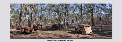 Four old Fords rusting away in the bush.jpg