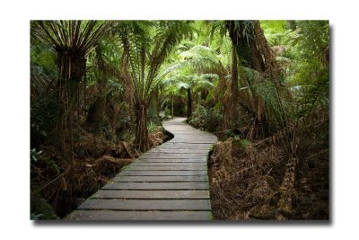 Maits rest forest walk 2.jpg