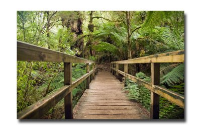 Maits rest rain forest walk 4.jpg