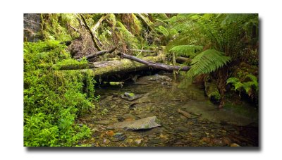 Rainforest at Mariners falls 8.jpg
