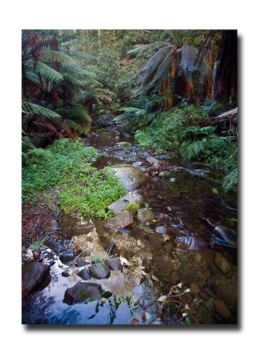Rain forest at Mariners falls 5.jpg