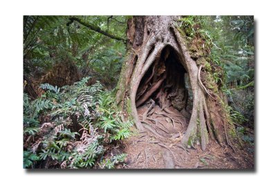 Maits rest forest walk 5.jpg