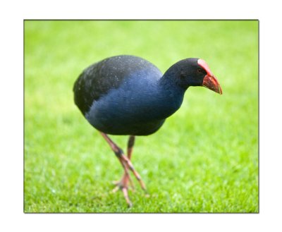 Moorhen.jpg