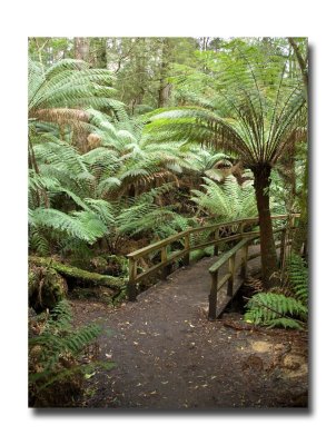 Maits rest forest walk 7.jpg
