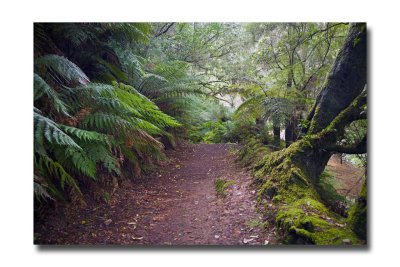 Rain forest at Mariners falls 12.jpg