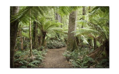 A forest walk at Maits rest 2.jpg
