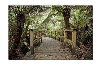 A forest walk at Maits rest 3.jpg