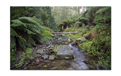 In the rain forest at Mariners falls 001.jpg