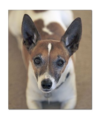 Tobby 01.jpg