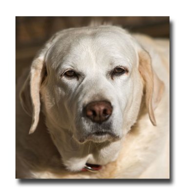 Shelly the Labrador.jpg