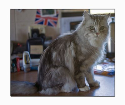 Clancy the cat 01.jpg