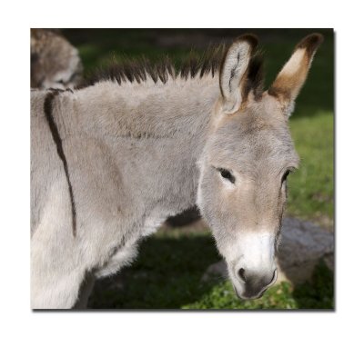 Rodney the Donkey