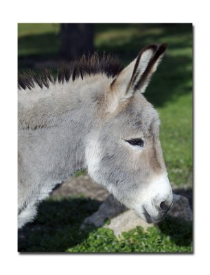 Rodney the Donkey 2