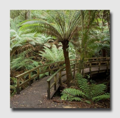 Rain forest walk at Maits rest.jpg