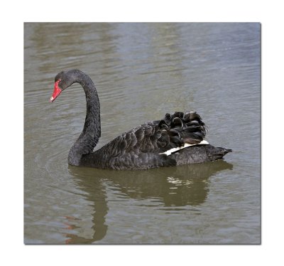 Black Swan 1.jpg