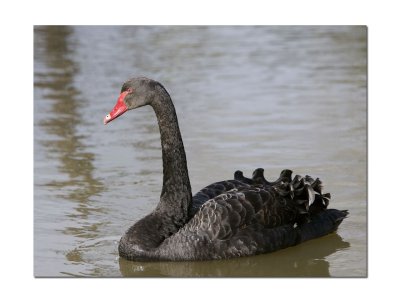 Black Swan 6.jpg