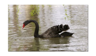 Black Swan 7.jpg