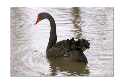 Black Swan 8.jpg