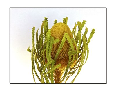Native flower flash 6.jpg