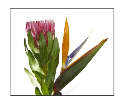 Bird of Paradise 6.jpg