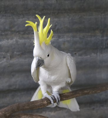 Albert the cocky 2.jpg