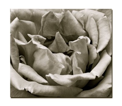 Black and White Rose.jpg