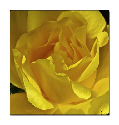 A bright yellow rose 001.jpg