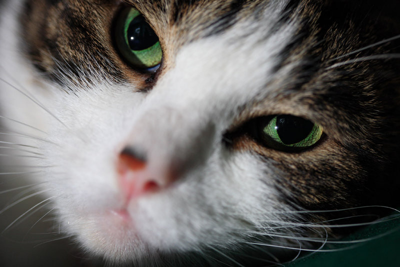 20080907 - Meow