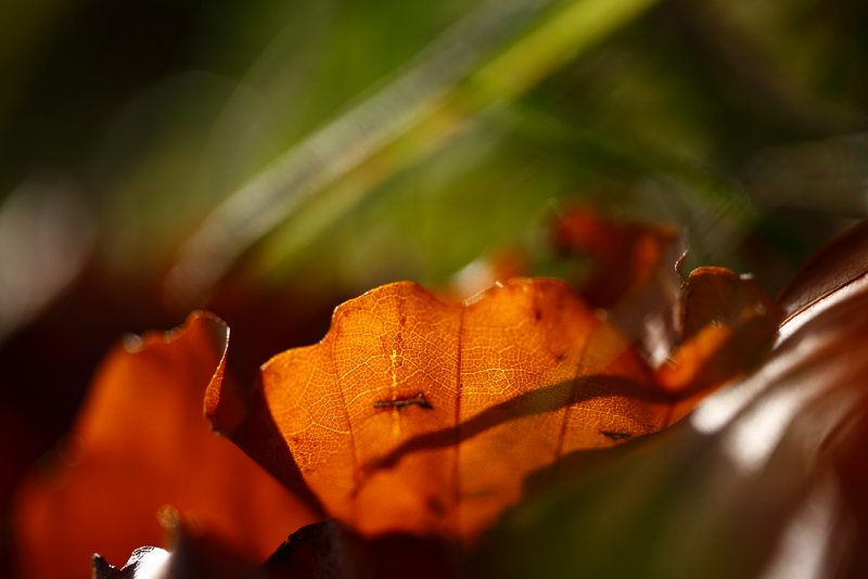 20081026 - Leaf