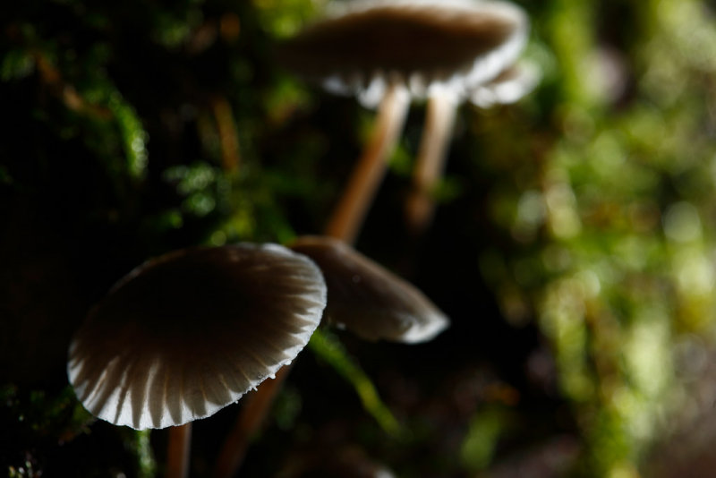 20081026 - Shrooms