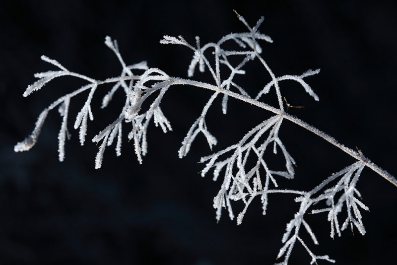 20081129 - Frosty Black