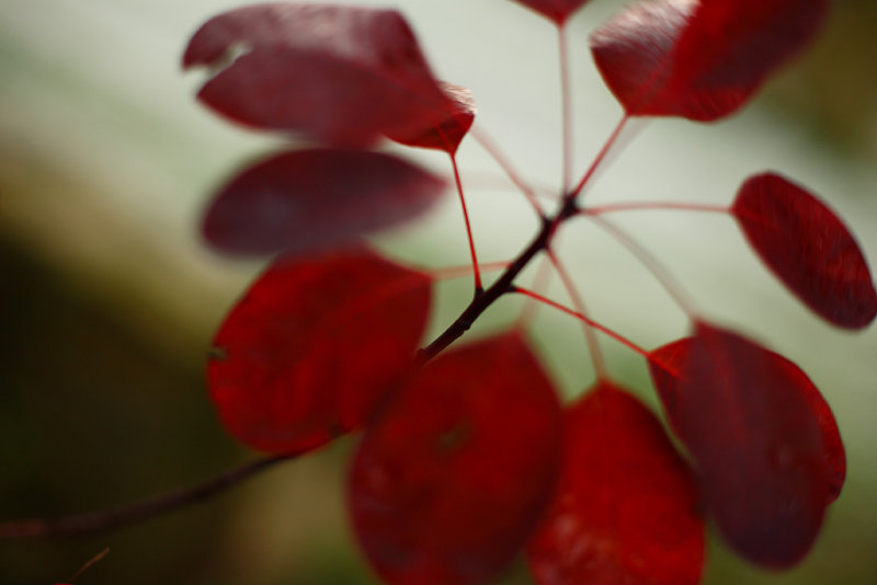 20081130 - Leafy