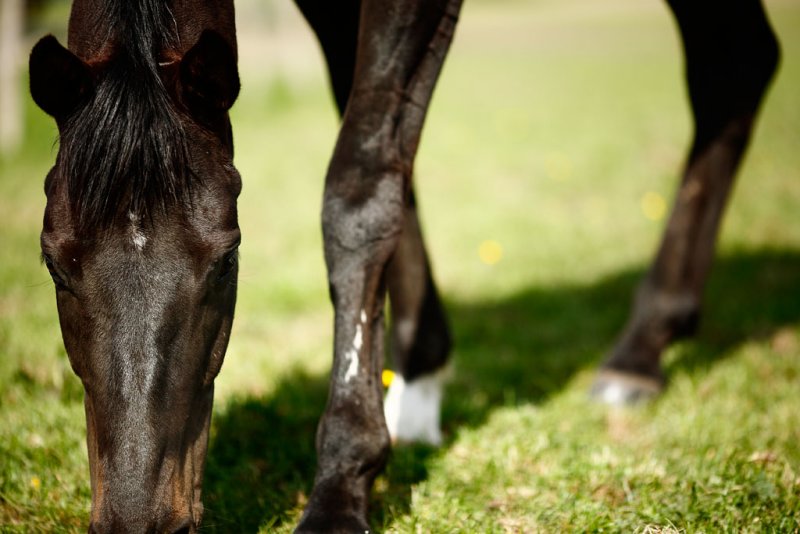 20080525 - Grazing