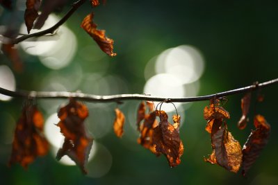 20081101 - Leaves