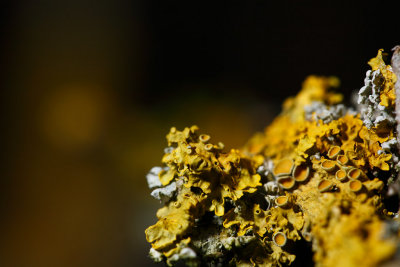 20090215 - I'm Not Lichen It
