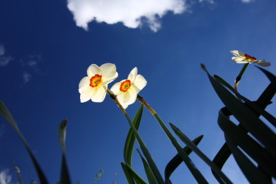 20090411 - Narcissus