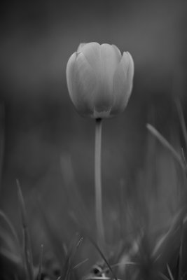20090425 - Dodgy Tulip Shot