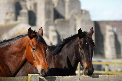 20090509 - Castle Horses