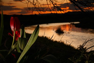 20090510 - Ure Tulip Sunset